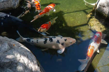 Koi Pond. Beautiful multicolored koi fish swimming in the pond. Clean water, stones, beautiful reflections, and fancy fishの写真素材
