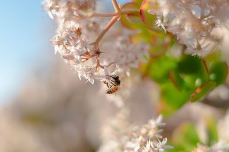 Beautiful blossom flowers and bee, close up. Spring is coming conceptの写真素材