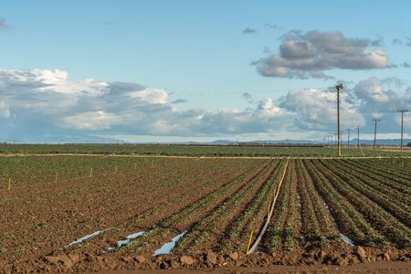 Agricultural field, spring season. Beautiful cloudy sky backgroundの写真素材