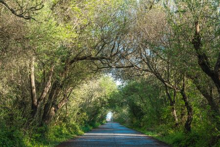 Empty road through the forest. Beautiful sunny day, spring landscapeの写真素材