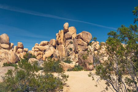 Rocks and trees in Joshua Tree national Park, Californiaの写真素材