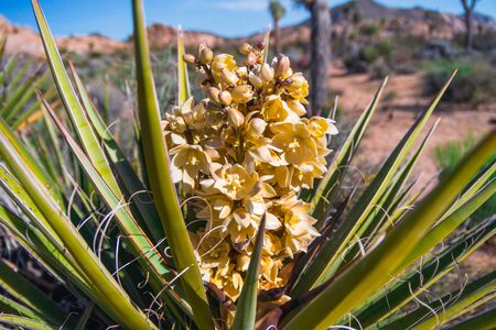 Joshua tree blossom close up. Joshua Tree National Park, Californiaの写真素材