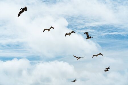 Flying pelicans and beautiful cloudy sky backgroundの写真素材