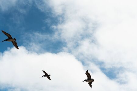 Flying pelicans and beautiful cloudy sky backgroundの写真素材
