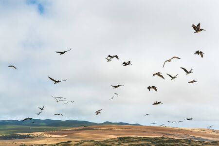 Flying pelicans. Sand dunes, green hills, and cloudy sky on backgroundの写真素材