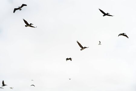 Silhouettes of flying pelicans against bright sky backgroundの写真素材