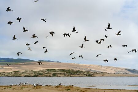 Flock of pelicans flying over the river. Sand dunes, green hills, and cloudy sky on backgroundの写真素材