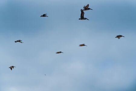 Silhouettes of flying pelicans and cloudy sky backgroundの写真素材