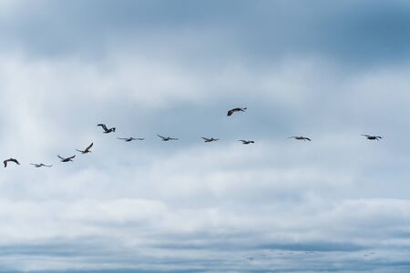 Flock of flying birds and cloudy sky backgroundの写真素材