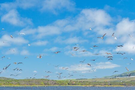 Birds flying over the river. Flock of seagulls and pelicans, beautiful cloudy sky backgroundの写真素材
