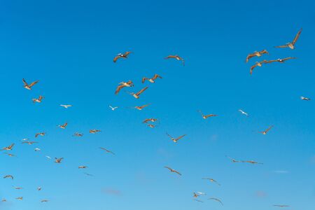 Flying pelicans and clear blue sky backgroundの写真素材