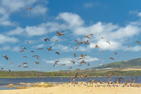 Flock of birds on the beach. Seagulls and brown pelicans.Guadalupe-Nipomo Dunes National Wildlife Reserve, Californiaの写真素材