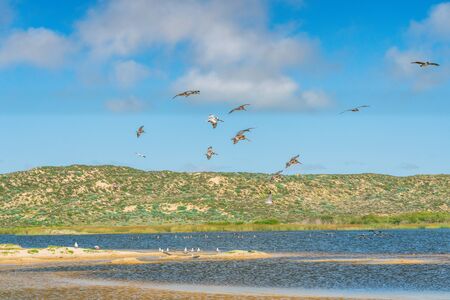 Flock of pelicans flying over the river. Beautiful green hills, and cloudy blue sky on backgroundの写真素材