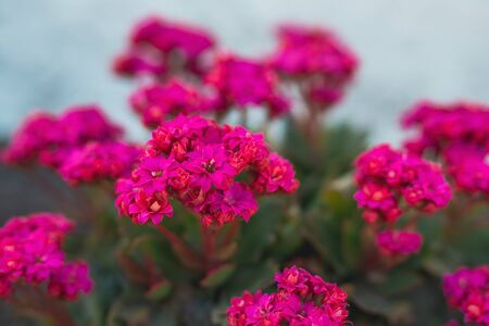 Blossom Kalanchoe. Flaming Katy, or Kalanchoe Blossfeldiana, the most popular succulent plant from Kalanchoe genus.の写真素材