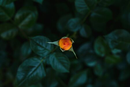 Abstract dark floral background. The leaves of rose and rose bud close up.の写真素材