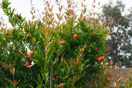 Pomegranate tree in bloom close up in the gardenの写真素材