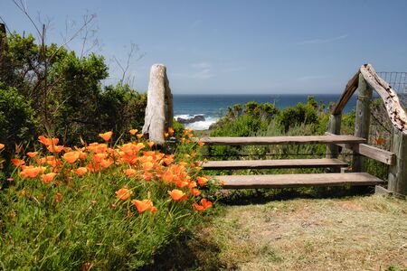 California Poppies growing on the beach, beautiful Pacific Ocean and clear blue sky on backgroundの写真素材