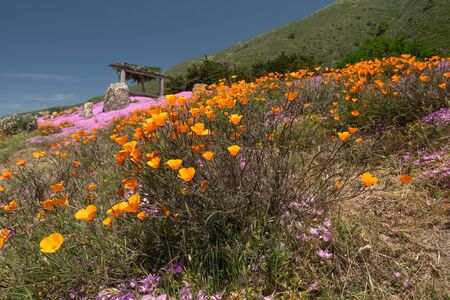 California Golden Poppies flowers, and succulent, purple Ice Plant in bloom. California native wildflowers, springtimeの写真素材
