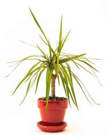 Dracaena, also known as dragon tree close up, isolated on white backgroundの写真素材