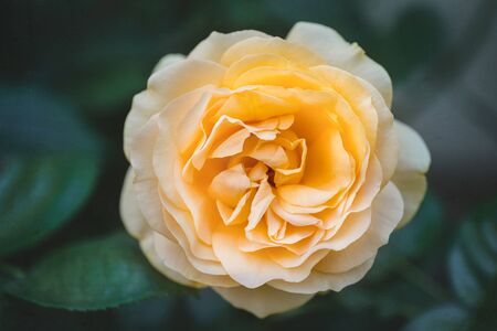 Rose flower close up with soft blur textured backgoundの写真素材