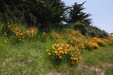 California Golden Poppies flowers in bloom. California native wildflowers, beautiful spring seasonの写真素材