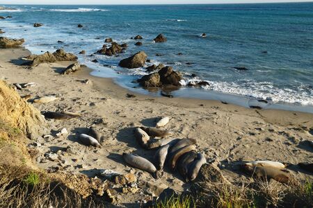 Northern elephant seals on the beach, mating and birthing season, Piedras Blancas, San Simeon, California.の写真素材