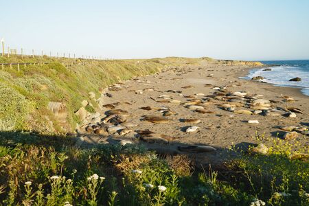 Northern elephant seals on the beach, mating and birthing season, Piedras Blancas, San Simeon, California.の写真素材