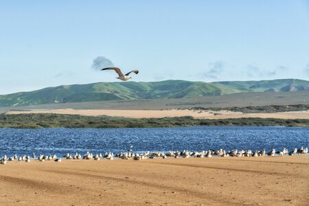 Flock of seagulls on the beach, California coastline, Guadalupe-Nipomo Dunes National Wildlife reserveの写真素材