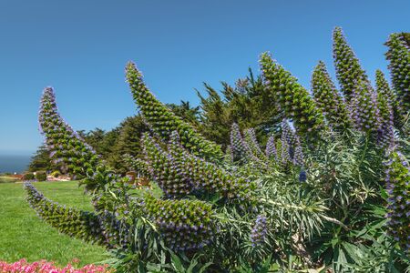 California landscape. Tropical trees and tropical flowers in bloom, clear blue sky background