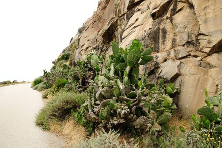Morro Rock and native plants. Beautiful huge cacti on Morro Bay beach, Californiaの写真素材