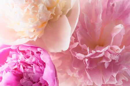 Pink peonies close up. Beautiful soft floral backgroundの写真素材