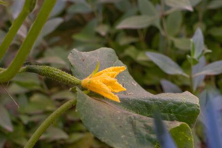 Yellow flowers of cucumbers blooming in the garden close up. Stems and green leaves on backgroundの写真素材