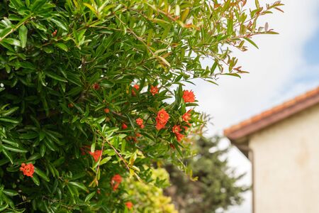 Pomegranate tree in bloom close up in the gardenの写真素材