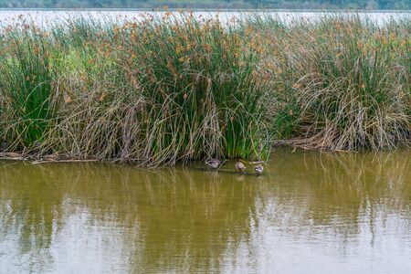 Ducks on the water lake in foggy overcast day in summerの写真素材