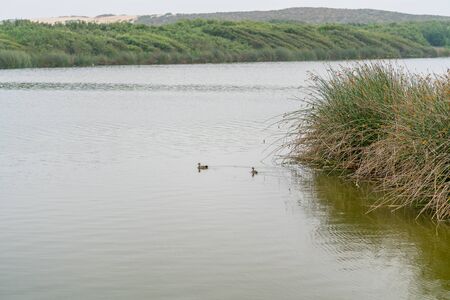 Ducks on the water lake in foggy overcast day in summerの写真素材