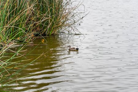 Ducks on the water lake in foggy overcast day in summerの写真素材