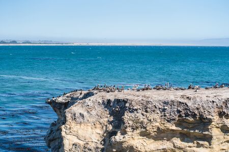Cliffs and colony of brown pelicans. Beautiful blue water of Pacific Ocean on background, Shell Beach, California Coastlineの写真素材