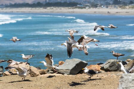 Flock of seagulls on the beach with beautiful blue ocean on background