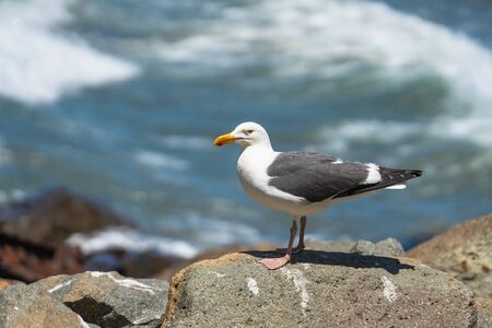 Seagull on the beach, close up portraitの写真素材