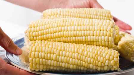 White corn. Boiled sweet white corn on the cob close up on a plate on white backgroundの写真素材
