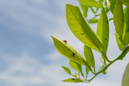 Ladybug, aphids and ants on leaves of orange treeの写真素材