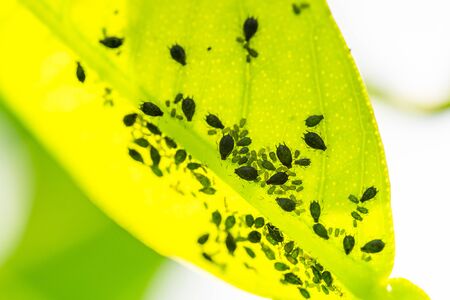 Aphids on young leaves of orange tree in the garden. The insects feed on the underside of the orange tree's leaves and on new buds.の写真素材