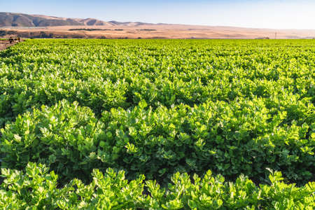 Rows of Young Strawberry  Plants in a Field. Agricultural Field of Strawberries, Santa Barbara County, Californiaの写真素材