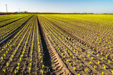 Rows of Young Strawberry  Plants in a Field. Agricultural Field of Strawberries, Santa Barbara County, Californiaの写真素材