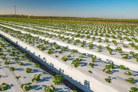 Rows of Young Strawberry  Plants in a Field. Agricultural Field of Strawberries, Santa Barbara County, Californiaの写真素材