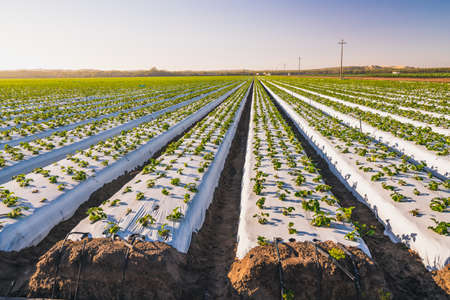 Rows of Young Strawberry  Plants in a Field. Agricultural Field of Strawberries, Santa Barbara County, Californiaの写真素材