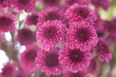 Pink chrisanthemum. Beautiful pink flowers bouquet close up with soft blur backgroundの写真素材
