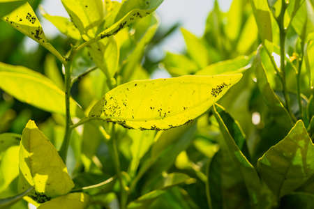 Aphids and ants on leaves of orange treeの写真素材