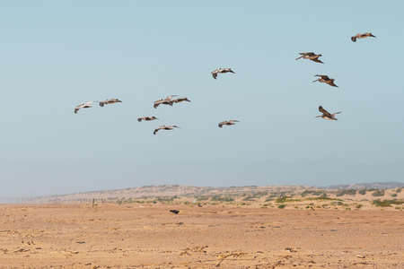 Sand dunes on the beach and flock of flying pelicansの写真素材