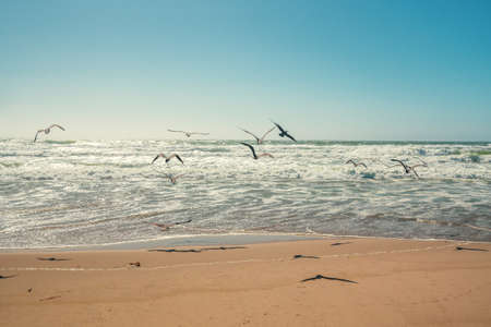 Flock of seagulls flying over the sea, clear blue sky on backgroundの写真素材